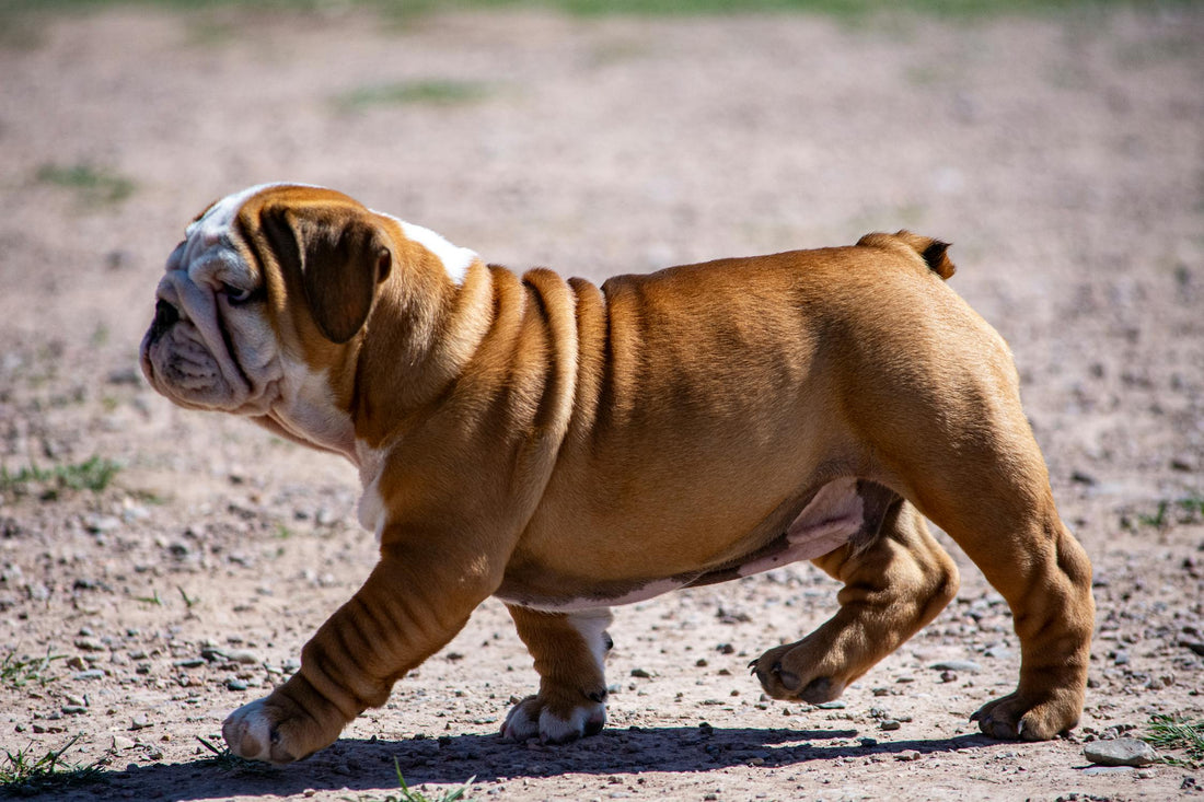 ¿Un perro de raza?