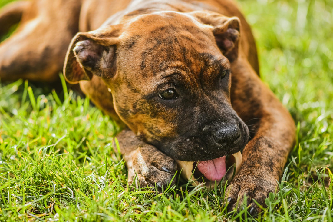¿Por qué mi perro come pasto?