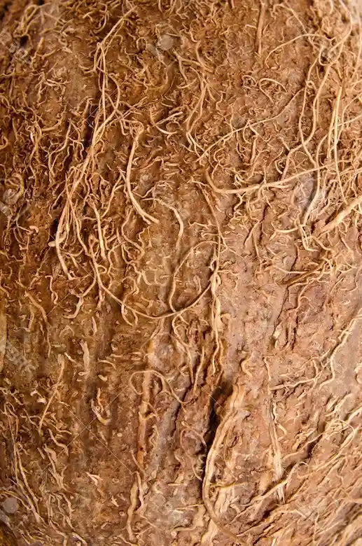 Raíz de rhodiola, un adaptógeno natural conocido por reducir el estrés y aumentar la energía.