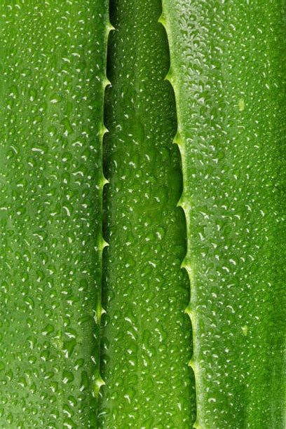 Raíz de rhodiola, un adaptógeno natural conocido por reducir el estrés y aumentar la energía.