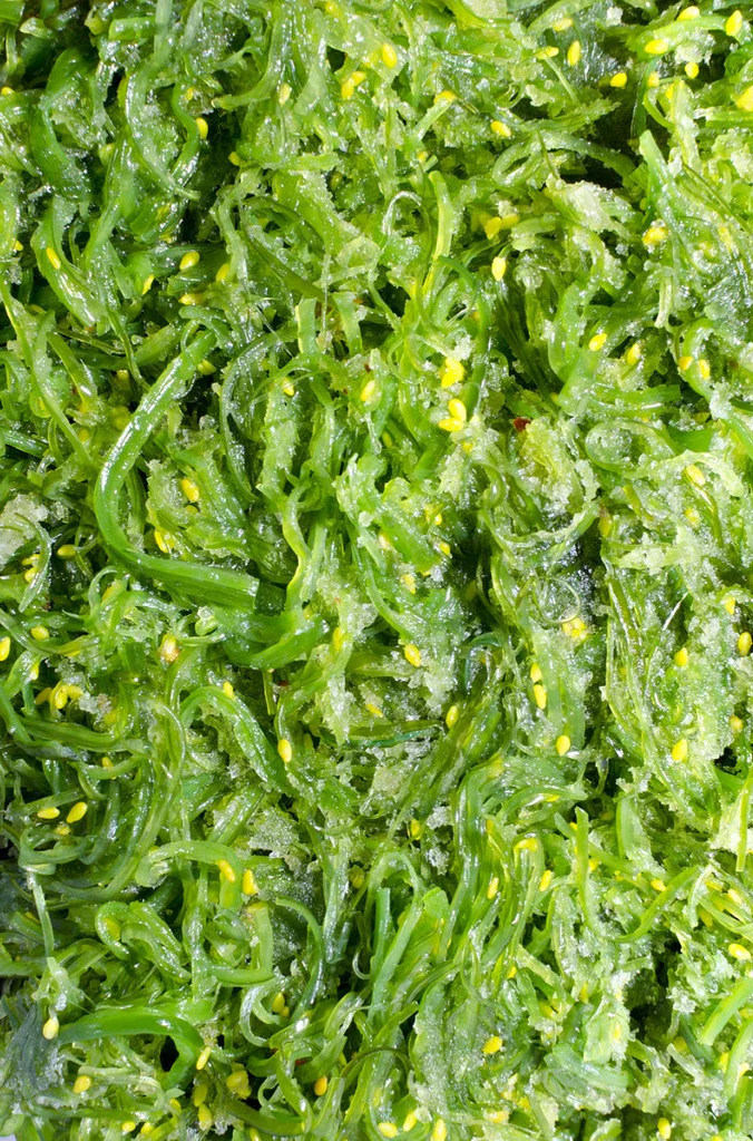 Raíz de rhodiola, un adaptógeno natural conocido por reducir el estrés y aumentar la energía.
