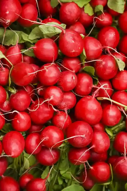 Raíz de rhodiola, un adaptógeno natural conocido por reducir el estrés y aumentar la energía.