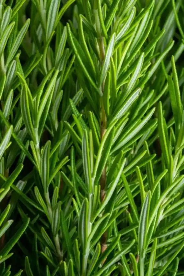 Raíz de rhodiola, un adaptógeno natural conocido por reducir el estrés y aumentar la energía.