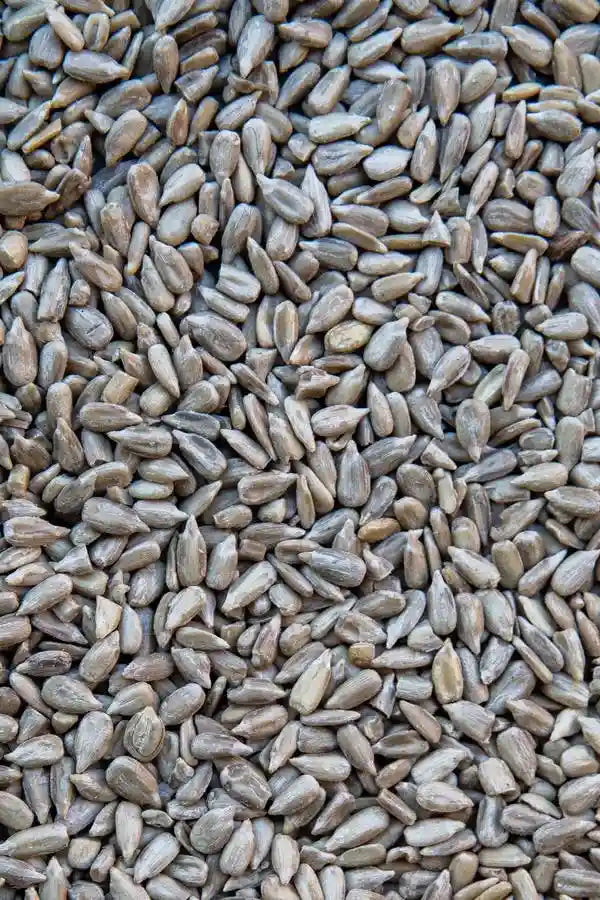 Raíz de rhodiola, un adaptógeno natural conocido por reducir el estrés y aumentar la energía.