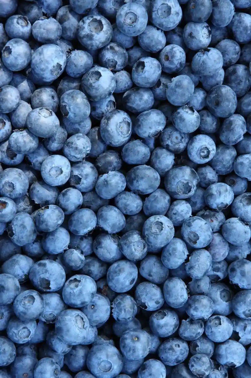 Raíz de rhodiola, un adaptógeno natural conocido por reducir el estrés y aumentar la energía.