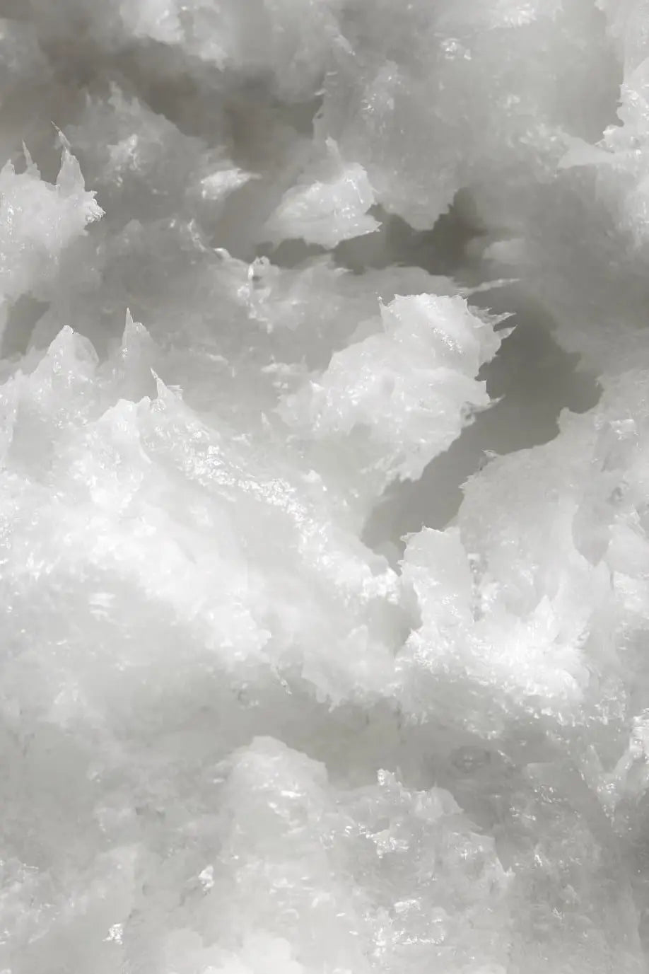 Raíz de rhodiola, un adaptógeno natural conocido por reducir el estrés y aumentar la energía.