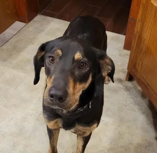 Reseña de cliente para un nootropico natural