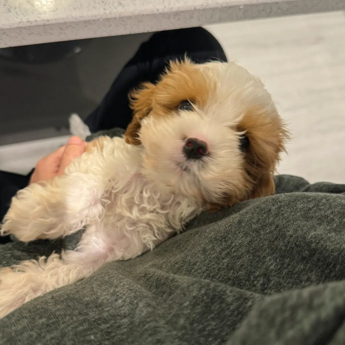 Reseña de cliente para un nootropico natural