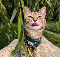 Reseña de cliente para un nootropico natural