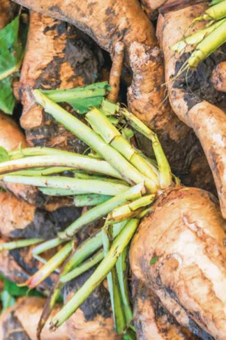 Raíz de rhodiola, un adaptógeno natural conocido por reducir el estrés y aumentar la energía.