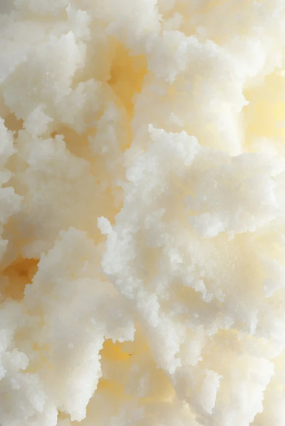 Raíz de rhodiola, un adaptógeno natural conocido por reducir el estrés y aumentar la energía.