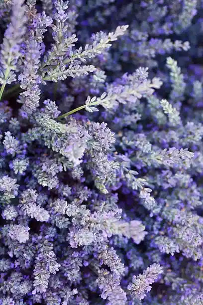 Raíz de rhodiola, un adaptógeno natural conocido por reducir el estrés y aumentar la energía.