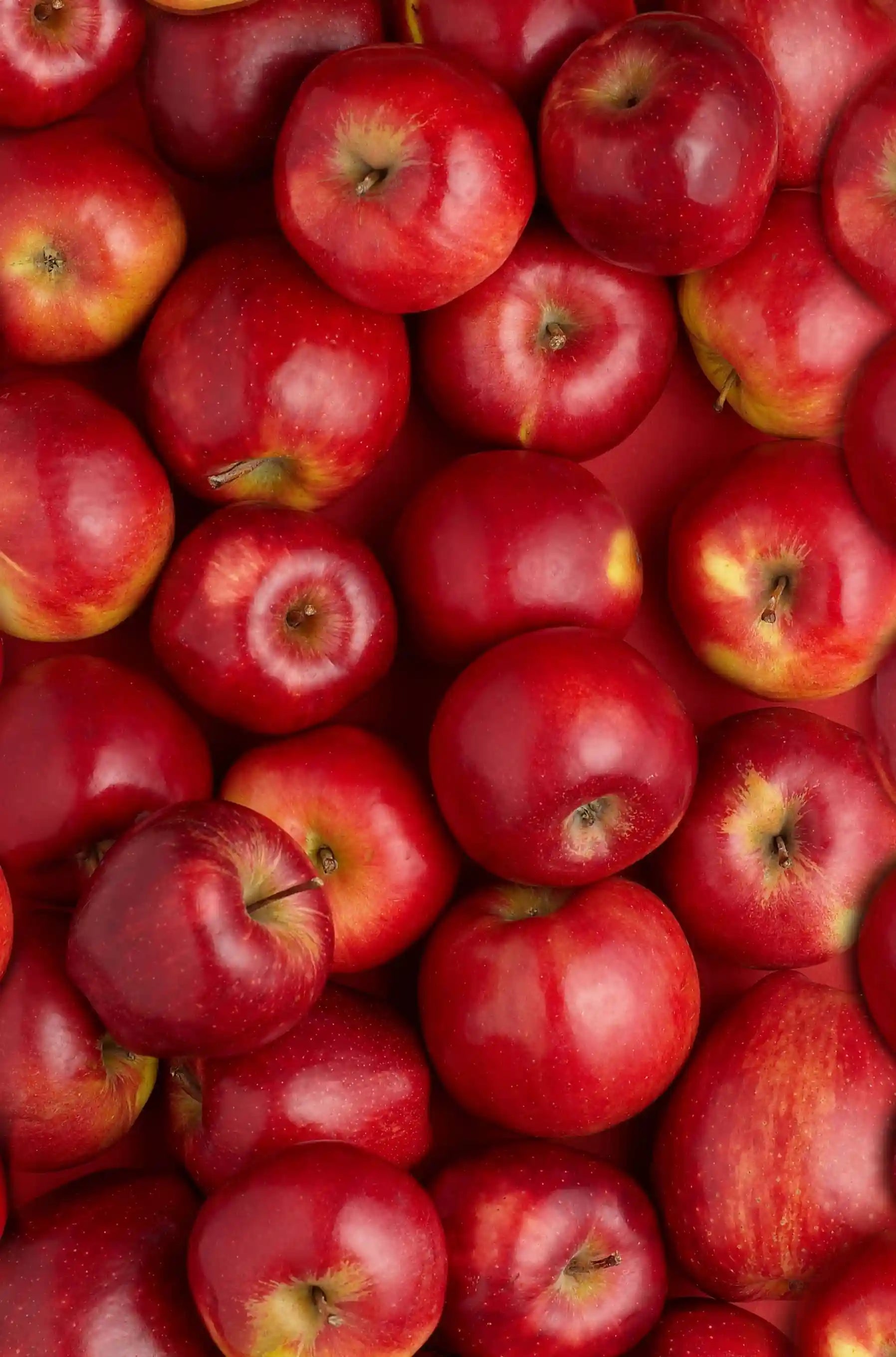 Raíz de rhodiola, un adaptógeno natural conocido por reducir el estrés y aumentar la energía.