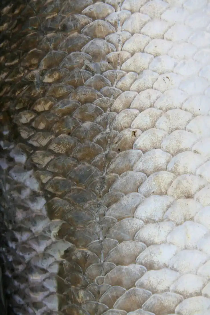 Raíz de rhodiola, un adaptógeno natural conocido por reducir el estrés y aumentar la energía.